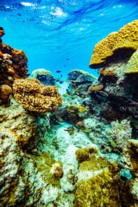 Tonga's coral reefs with fish