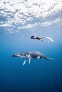 Swimming with a majestic whale in Tonga