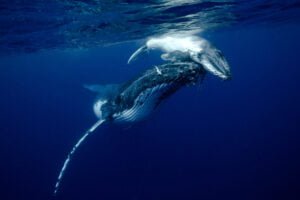 Mother whale and calf in Tonga