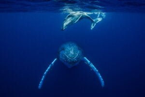 Mother and child humpbacks in Vava'u